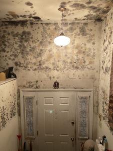 mold-damage mold damage claim