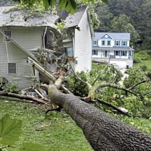 public-adjusters-tree-damage