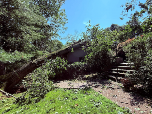 tree damage-NJ tree damage new jersey